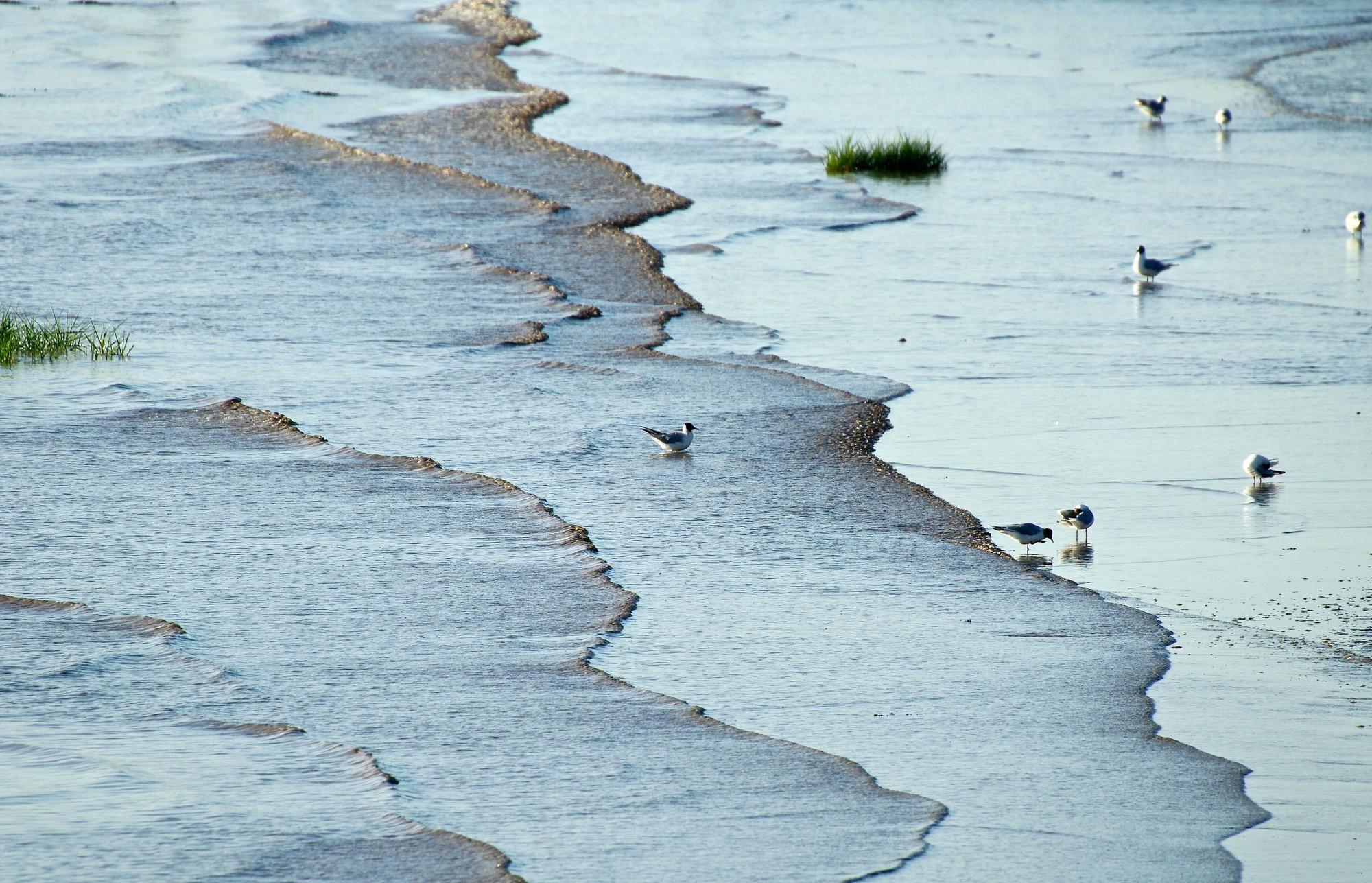 Journal Marée Basse